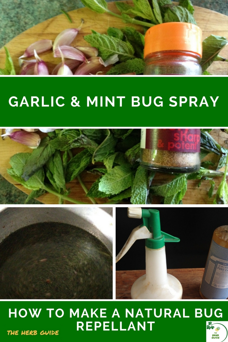 Indoor Herbal Moth Repellant - Tips On Growing Herbs To Repel